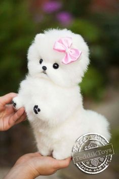 a small white dog with a pink bow on it's head is being held by someone