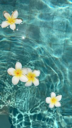 three white and yellow flowers floating on top of blue water in a pool with ripples