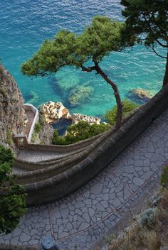 stairs lead down to the ocean from an overlook point on top of a cliff with a tree growing out of it