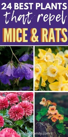 different flowers with the words, 24 best plants that repel mice and rats