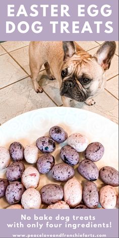 a dog standing next to a plate full of blueberry muffins with the words easter egg dog treats