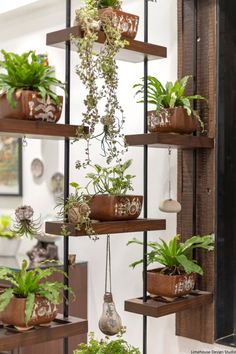 several plants are hanging from shelves in a room