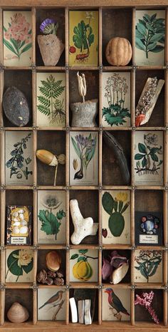 an old wooden box filled with lots of different types of plants and flowers on display