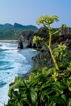 an ocean view with green plants and mountains in the background