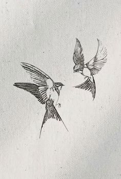 two birds flying in the sky with one bird on it's back and another bird on its side