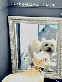 two dogs looking at themselves in a mirror