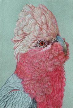 a drawing of a pink and grey bird