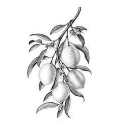 an apple tree branch with fruit hanging from it's leaves on a white background