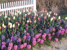 purple and white flowers in front of a white picket fence with pink and yellow tulips