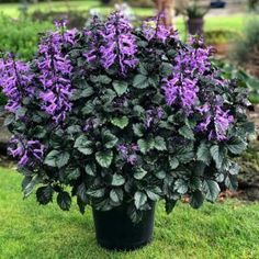 Plectranthus plant  (Swedish Ivy) with leathery green leaves and clusters of purple flowers - Houseplant411.com Swedish Ivy, Creeping Charlie, Patio Gardening, Ivy Plant, Zone 9, Ivy Plants, Terra Nova, Yard Project, Starter Plants