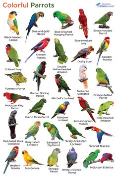 colorful parrots are the most popular birds in the world and they can be found all over the world