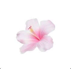 a pink flower on a white background