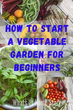 how to start a vegetable garden for beginners