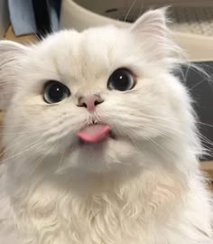 a white cat with its tongue hanging out