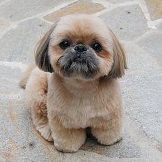 a small brown dog sitting on top of a stone floor