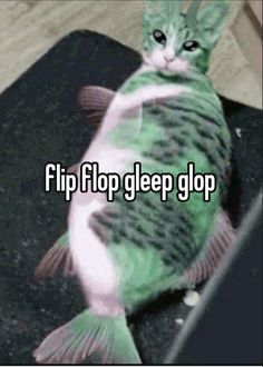 a cat sitting on top of a black floor next to a green and white fish