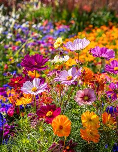 A bright garden filled with cosmos flowers in shades of pink, orange, and red, surrounded by colorful wildflowers, perfect for cutting and displaying in bouquets. Easy To Grow Flowers, Flower Cottage, Cosmos Flowers, Cut Flower Garden, Cut Flowers, Low Maintenance