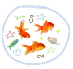 four goldfish are swimming in a bowl with starfish and fish symbols on it