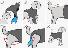 instructions for how to tie a dog's neck in different ways, including the collar