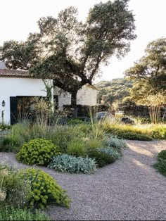 a white house surrounded by lots of plants and trees in front of the building is a gravel path that runs through it