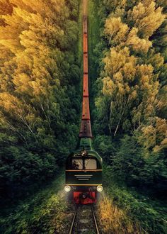 a train traveling through a lush green forest filled with lots of tall grass and trees