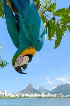 a blue and yellow parrot is hanging upside down from a tree near the water's edge