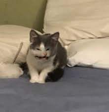 a gray and white cat sitting on top of a bed