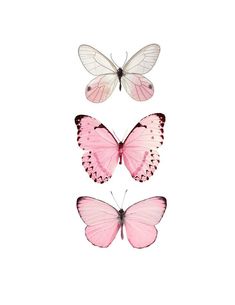 three pink and white butterflies flying in the same direction, with one being smaller than the other