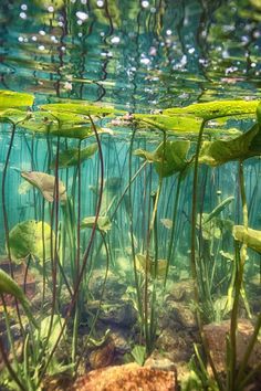 the water is full of green plants and rocks under the water's surface, as seen from below