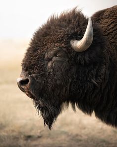 a bison with large horns standing in an open field