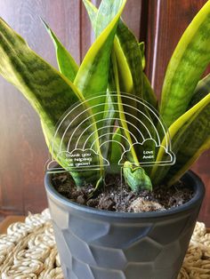 a potted plant sitting on top of a rug next to a wooden door with wifi