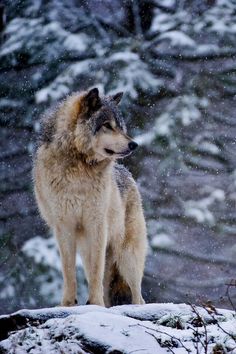 a wolf standing on top of a snow covered hill