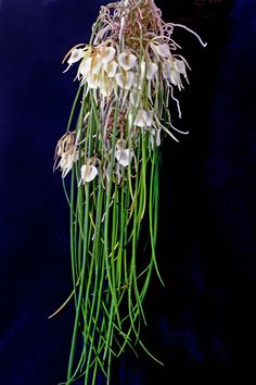 some white flowers and green stems on a blue background