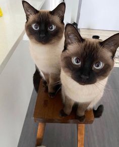 two siamese cats sitting on top of a wooden stool looking up at the camera