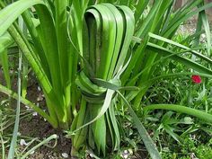 some green plants are growing in the dirt and grass on the ground, with a red flower behind them