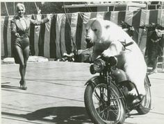 a polar bear riding on the back of a motorcycle in front of a woman running