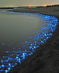 there are many blue lights in the water on the beach and it looks like they're floating