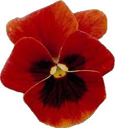 a red flower with yellow stamens on it's center and two petals