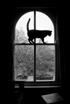 a black and white photo of a cat standing on a window sill looking out