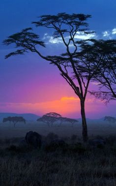 the sun is setting behind some trees and elephants