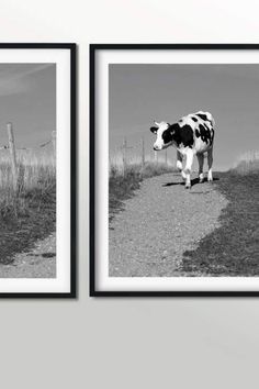 two black and white pictures of cows on the side of a road