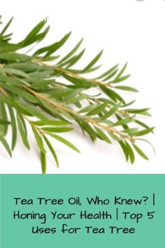 Ever wonder what tea tree oil is used for?  There are lots and here are the top 5!