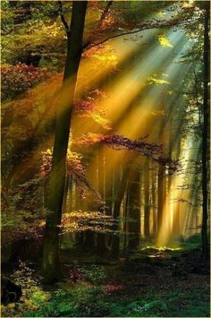 sunlight shining through the trees into a forest filled with green and yellow leaves, on a sunny day