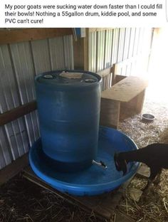 a goat drinking water out of a blue barrel in a pen with hay and straw