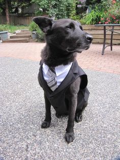 a black dog wearing a white shirt and bow tie sitting on the ground in front of some steps