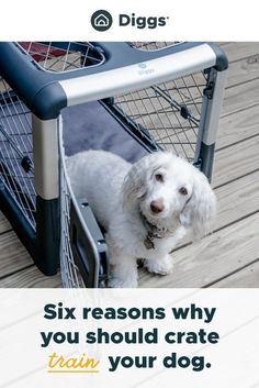 a white dog is sitting in a pet gate with the words six reasons why you should crate train your dog