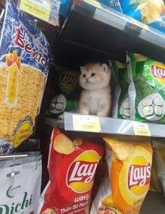 a cat sitting on top of chips in a grocery store shelf next to bags of lay's potato chips