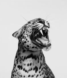 a black and white photo of a leopard with its mouth open