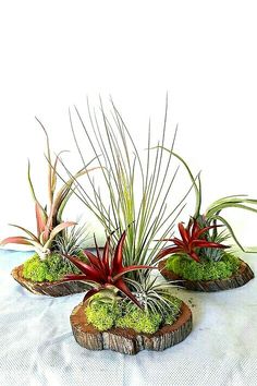 three air plants are sitting on some wood pieces with moss growing out of them, along with another plant in the center