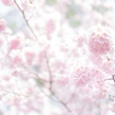 pink flowers are blooming on the branches of trees